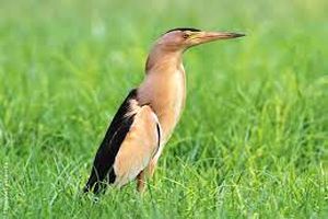 کشف یک قطعه پرنده بوتیمار کوچک در حوزه محیط زیست شهرستان تفت