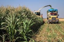 برداشت ذرت علوفه‌ای از ۵۰ هکتار مزارع مه ولات