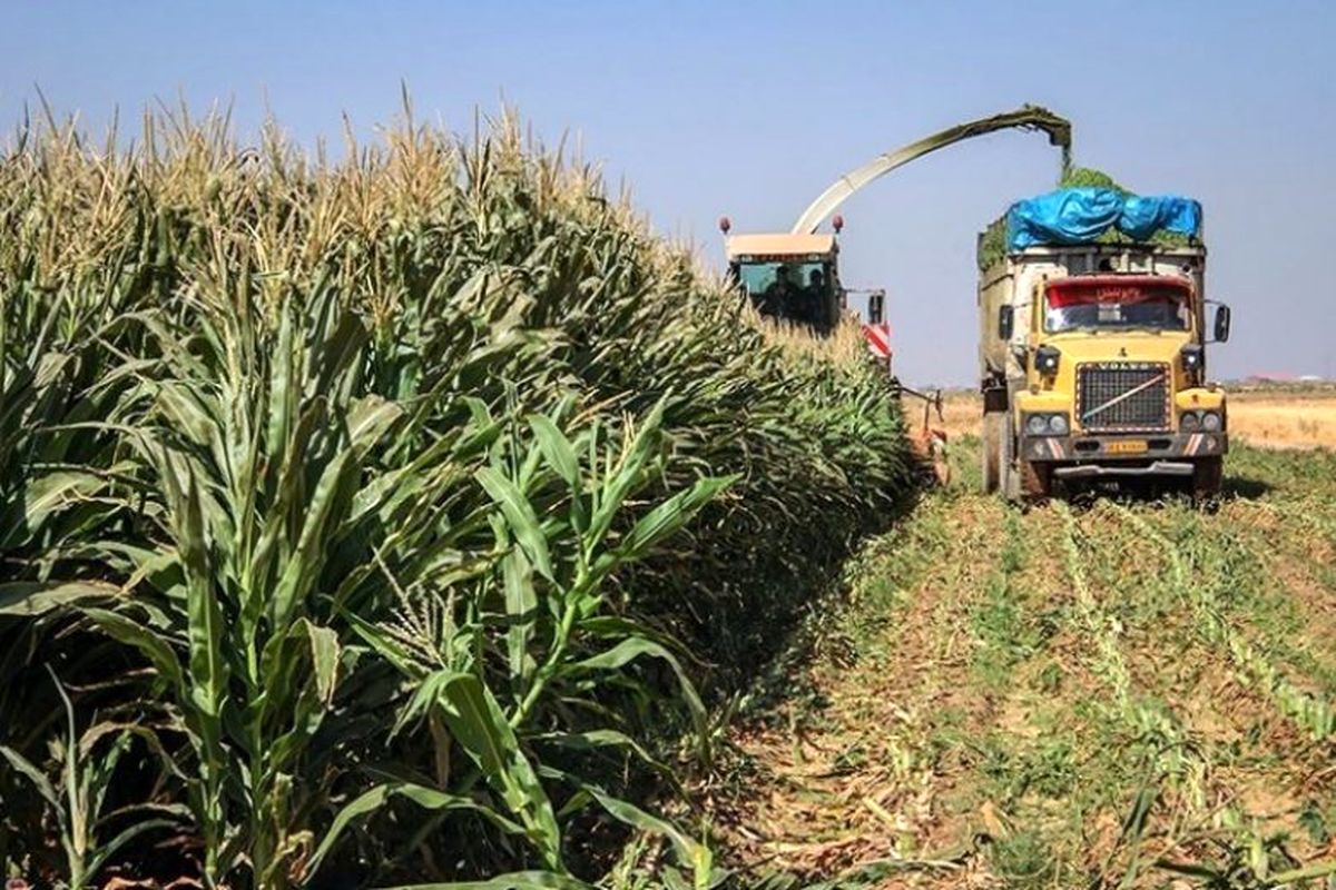 ذرت علوفه ای در مه‌ولات