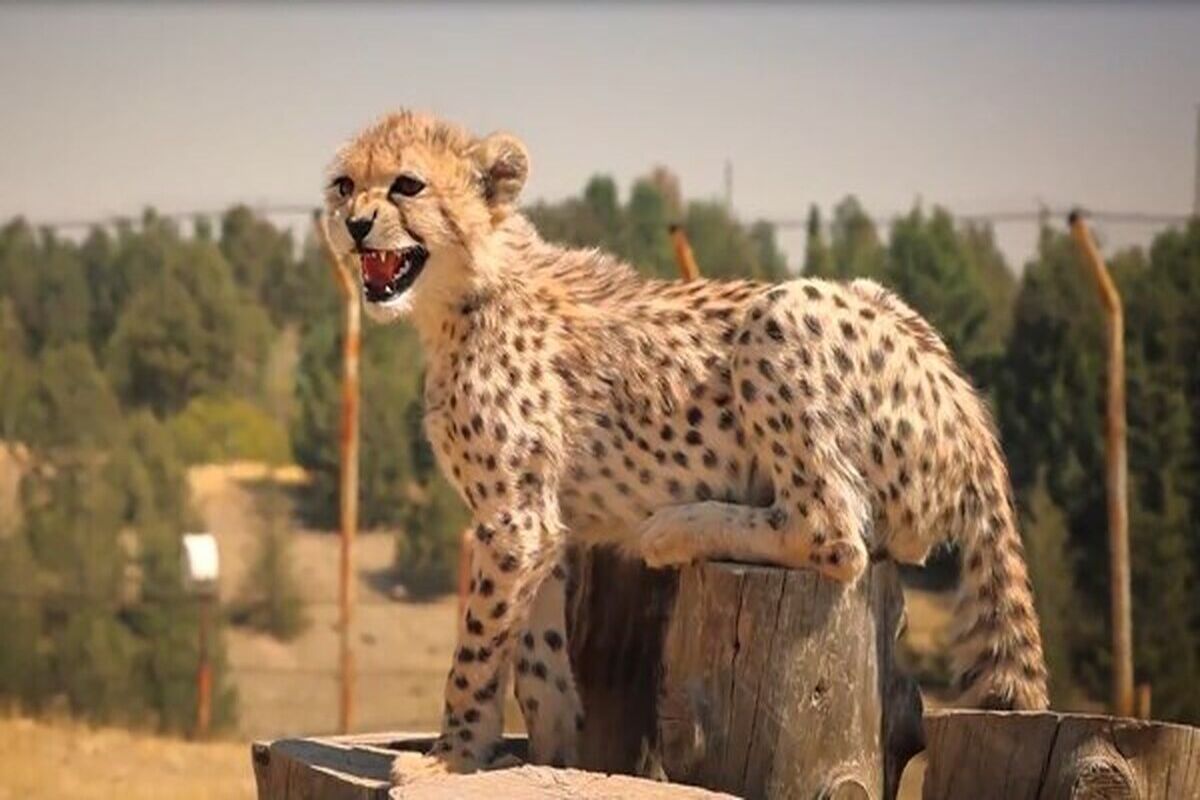 پیروز