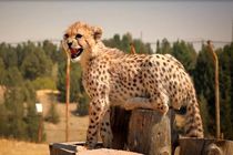 پیروز رفت اما هنوز  ۲۰ یوز پلنگ ایرانی دیگر داریم