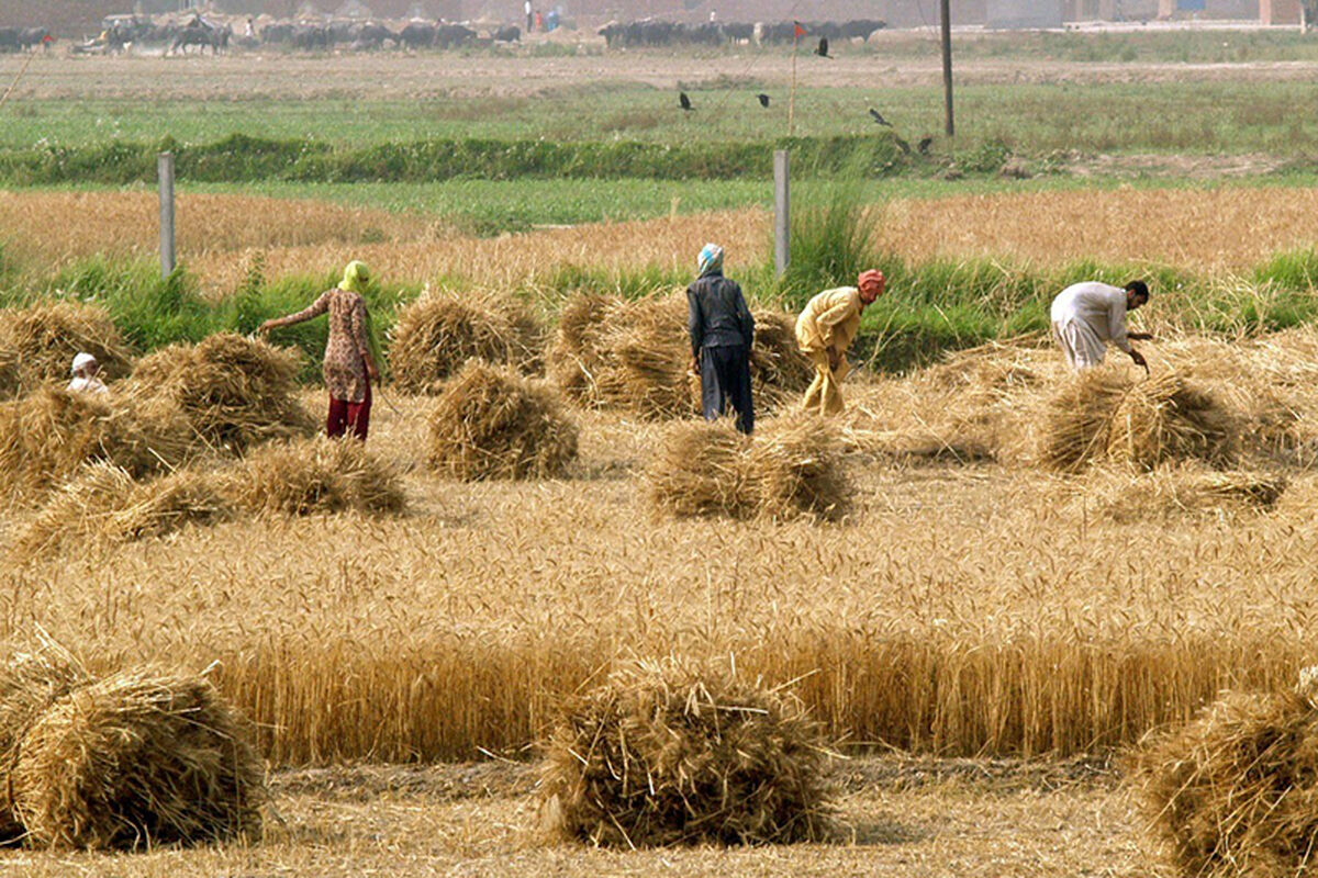 تولید کننده زراعت