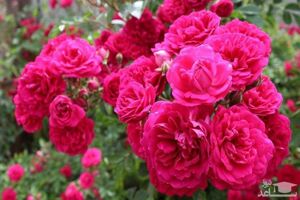 افزایش ۹۰ هکتاری سطح کشت گل محمدی در ساری