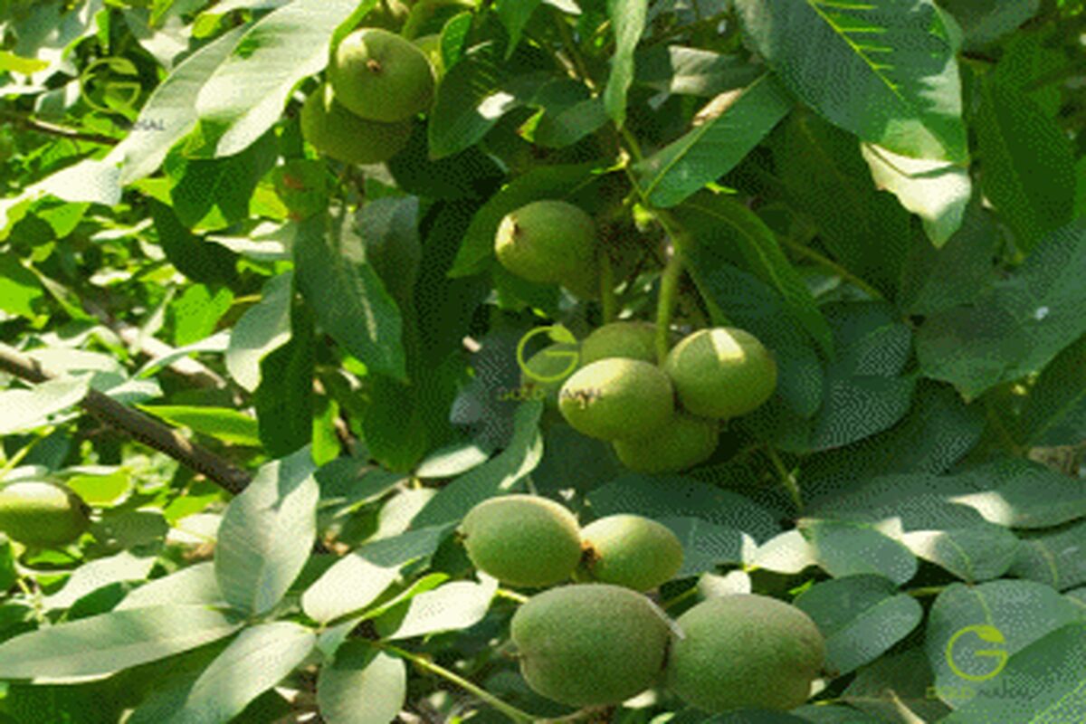 گردو 3