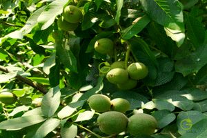 رکورد باردهی را درخت نهال گردو ژنوتیپ برتر گلد نهال شکست!