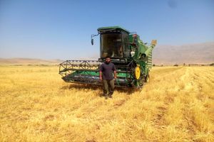 برداشت گندم در شهرستان اردل آغاز شد 