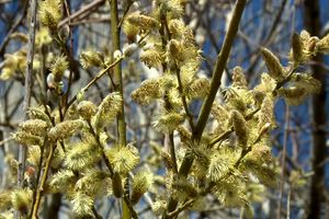 پیش بینی برداشت بیش از 700 تن گل بیدمشک در کاشان