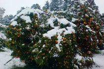 277 میلیارد ریال تسهیلات ارزان قیمت برای باغدار خسارت دیده قائم شهر