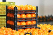  محصولات باغی و زراعی تولید شده در ایران به ۸۰ کشور جهان صادر می‌شود