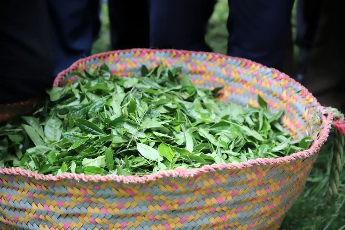 برداشت برگ سبز چای در شمال ایران