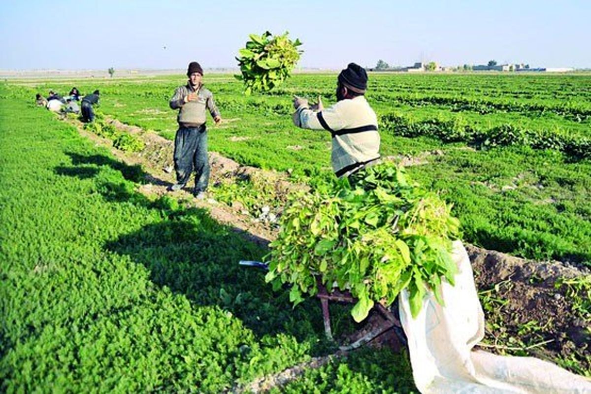 کشاورزی