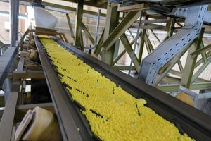 47 هزار تن گوگرد صادراتی تولید پالایشگاه نفت بندرعباس