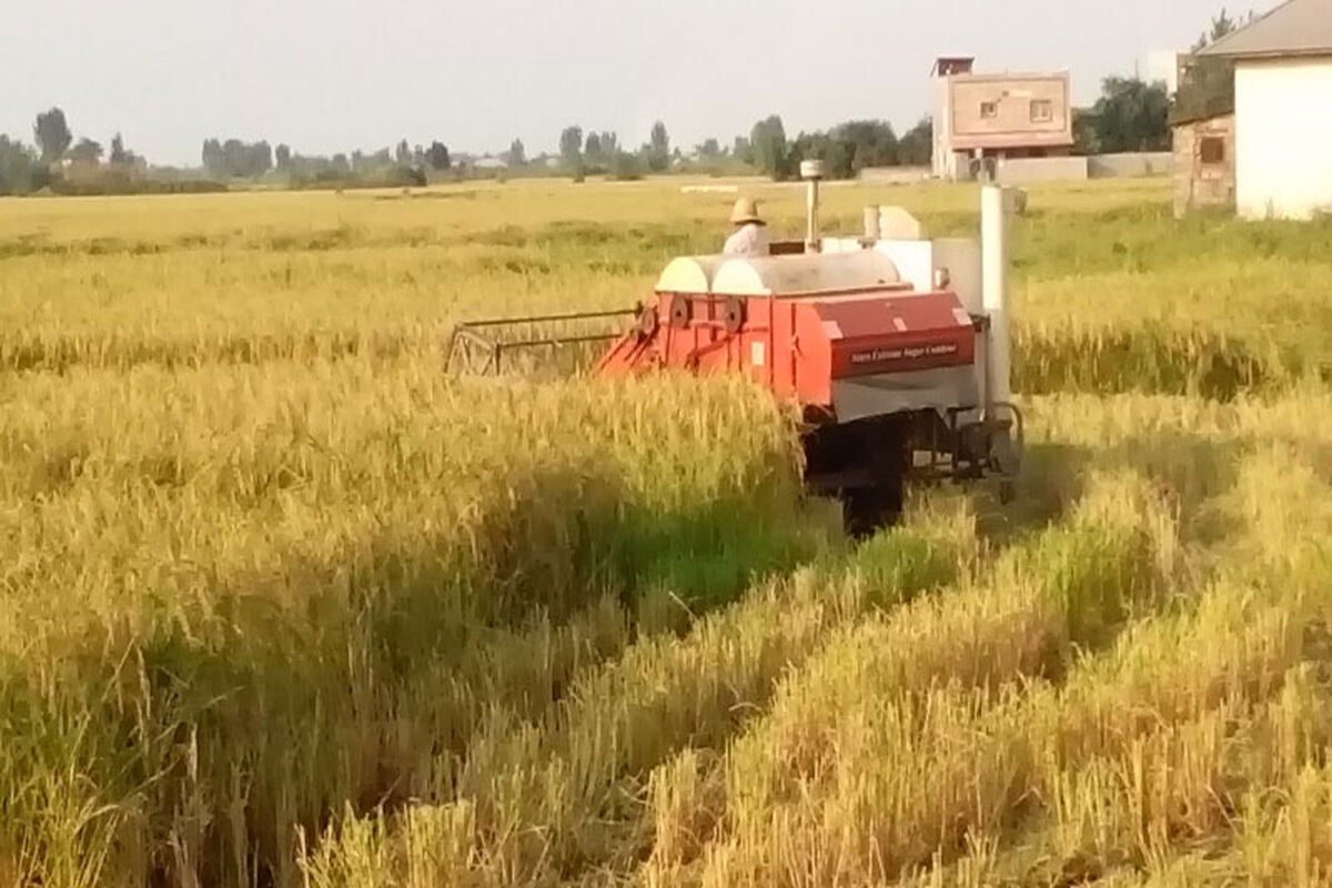 مکانیزه برنج
