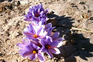 آغاز کاشت زعفران در شهرستان حاجی آباد