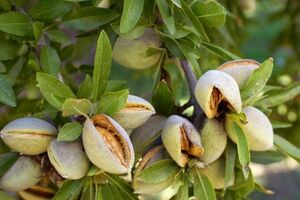 ۱۷۰ هکتار بادام از مناطق کوهستانی بهاباد برداشت شد