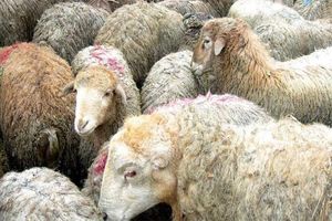 سالانه باید سه میلیون راس دام‌ از مراتع کاسته شود