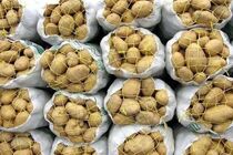 صدور مجوز واردات ۵۰ هزار تن سیب زمینی و عرضه مستقیم به بازار/ پیش بینی عرضه سیب زمینی های انباری در روزهای آینده 