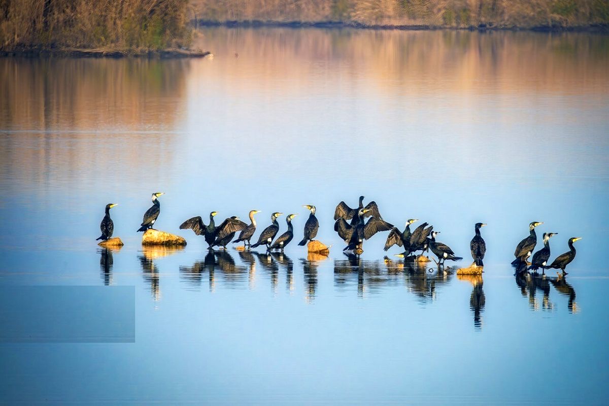 تالاب خوزستان