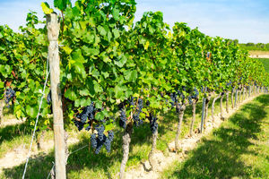 ممنوعیت توسعه باغات در حوضه دریاچه ارومیه