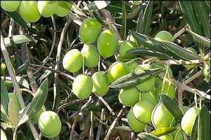 برداشت 75 تن  زیتون از باغ های خوروبیابانک