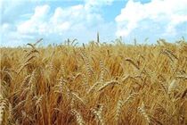 خوزستان رکورددار خرید تضمینی گندم است