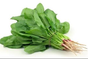 تاثیر اسفناج در پیشگیری از ابتلا به سرطان