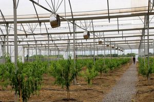 افتتاح گلخانه سرپوشیده تولید شلیل پیش رس در روستای دونچال جویبار