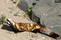 یک قلاده زرده‌بر در آران و بیدگل مستندنگاری و رهاسازی شد