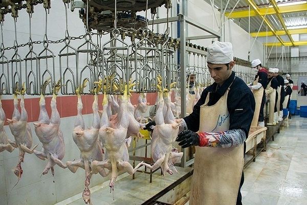 مازندران؛ قطب تولید طیور کشور است