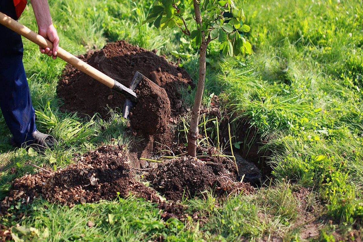 نهال‌کاری+جاسک