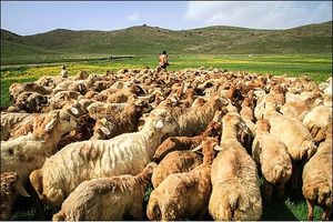 تب کریمه کنگو در کمین است، مردم و دامداران هوشیار باشند