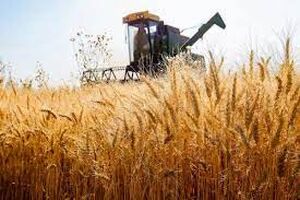 باشگاه "گندم یاران" در خوزستان تشکیل می‌شود