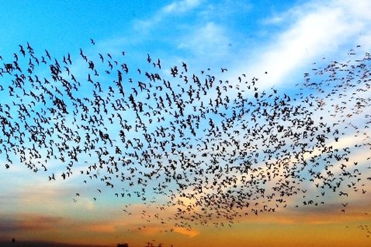 2 آنفولانزای پرندگان