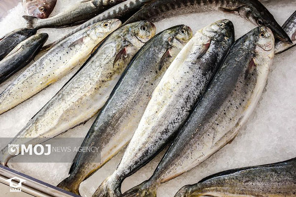 رهاسازی بیش از ۲۵ هزار قطعه بچه ماهی کپور در دریاچه گیلارلو شهرستان گرمی 