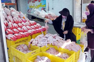 تحقق ماهیانه ۱۳۰ میلیون قطعه جوجه ریزی، بازار مرغ می‌تواند به تعادل برسد