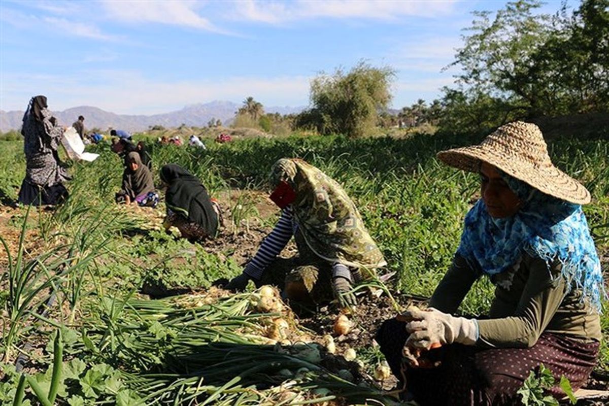 کشاورزان هرمزگانی