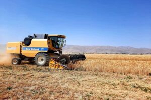 ۲۰ هزار تن گندم از کشاورزان شادگان خریداری شد