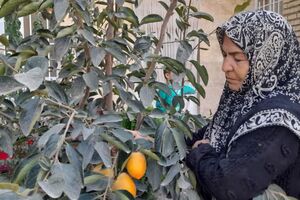 تولید میوه‌های استوایی در رادکان خراسان رضوی