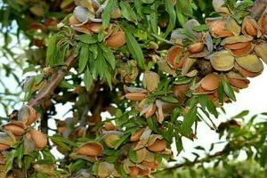 چهارمحال و بختیاری محور اصلی زنجیره ارزش بادام در کشور