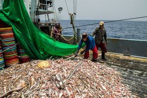 برون رفت از مشکلات شیلاتی هرمزگان نیازمند اتحاد مسئولان استانی و کشوری