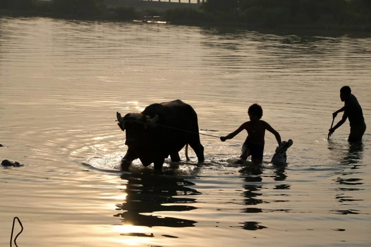 گاو آمریکائی