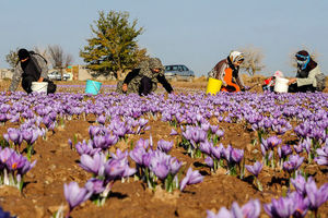 105 هکتار از اراضی کرمانشاه زیر کشت زعفران است