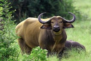 تولید نوعی گاومیش در حال انقراض با روش لقاح مصنوعی