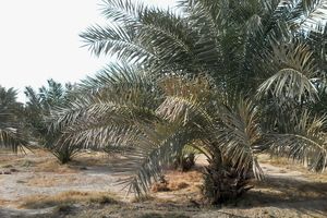 بیابان های سیریک هرمزگان جنگل شدند