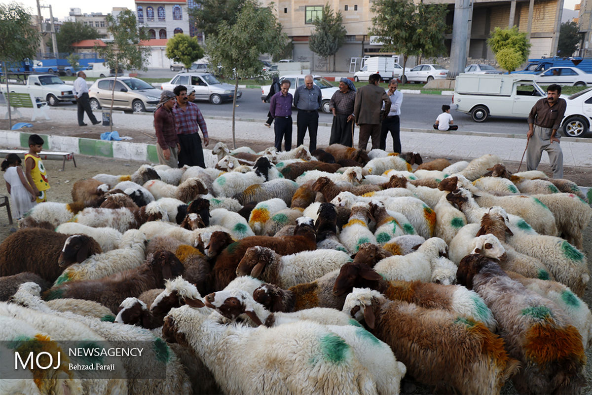محل عرضه دام در کرمانشاه