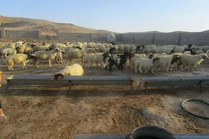 از خروج ۲۶۶ راس دام سبک ممانعت شد