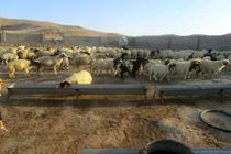 از خروج ۲۶۶ راس دام سبک ممانعت شد