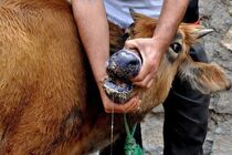 واکسیناسیون دام علیه تب برفکی در چهارمحال و بختیاری

