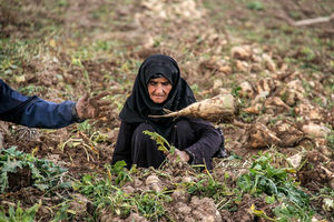 پرداخت‌های محصول چغندرکاران کرمانشاه تسریع پیدا کند