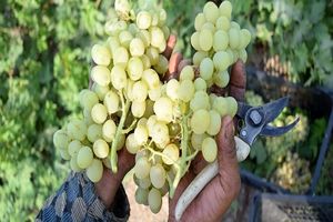 احتمال برداشت بیش از۳۰۰ هزار تن انگور از باغات خراسان رضوی 